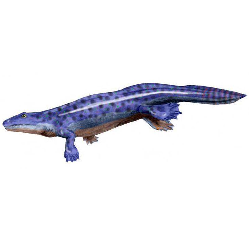 Ichthyostega, the Fish Roof