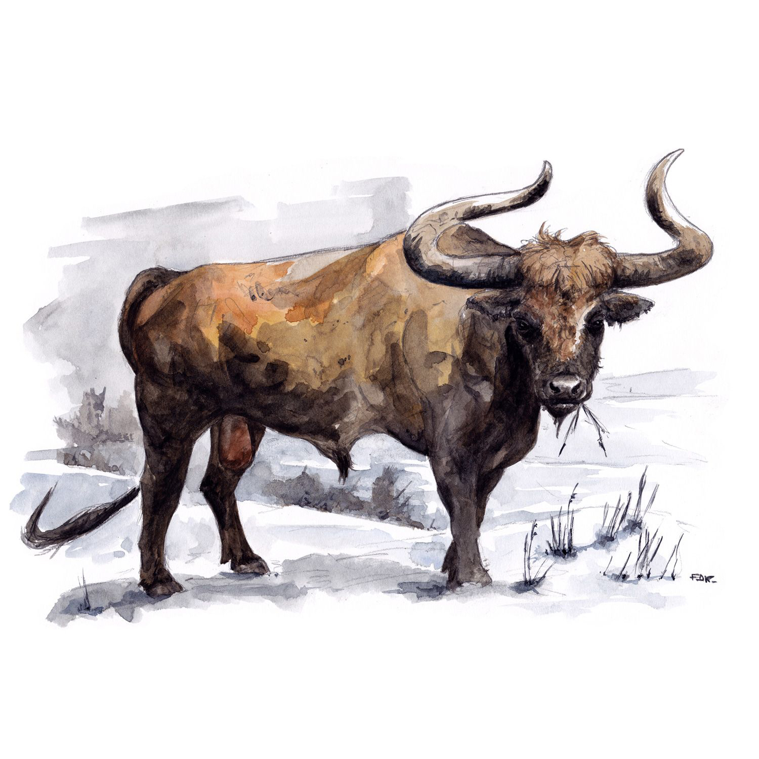 Bos primigenius, the Aurochs