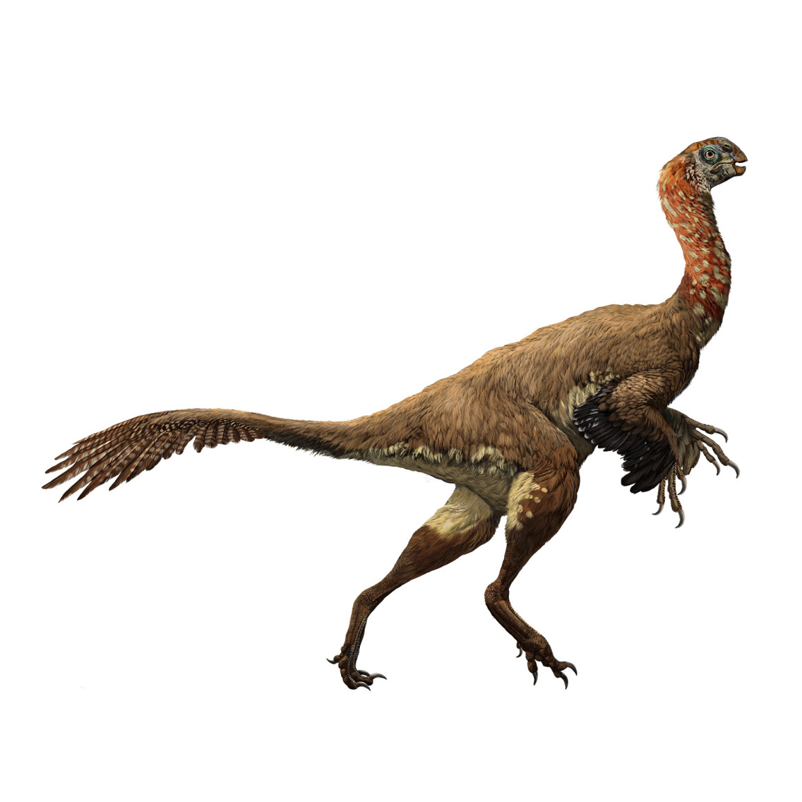Paleo Bites