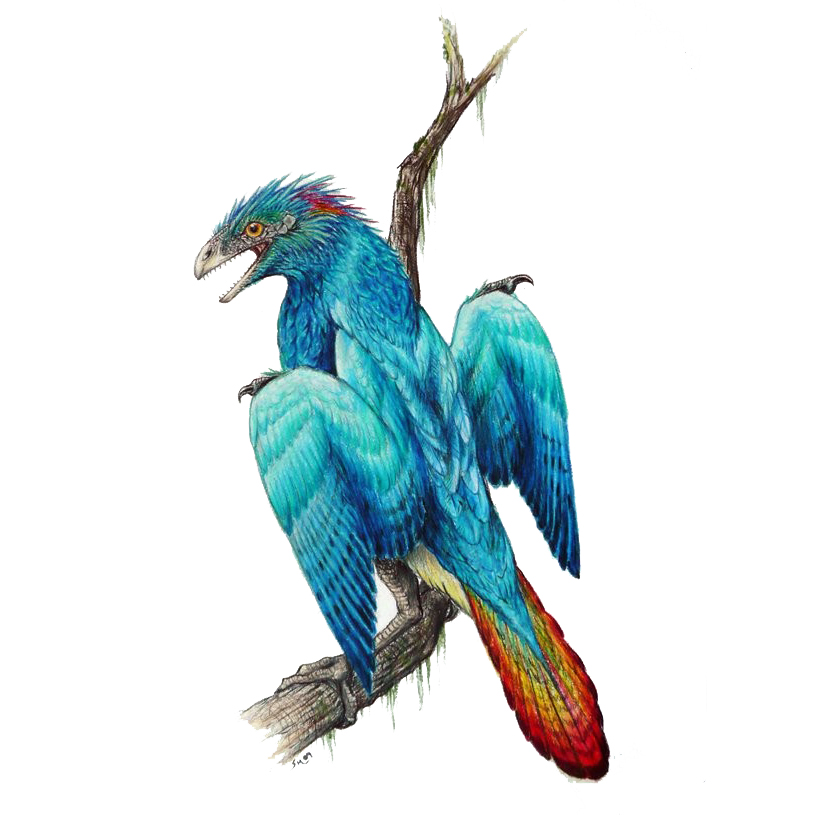 Iberomesornis, the Spanish Intermediate Bird