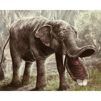 Platybelodon, the Flat Spear Tusk