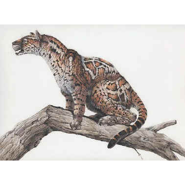 Proailurus, the Before Cat