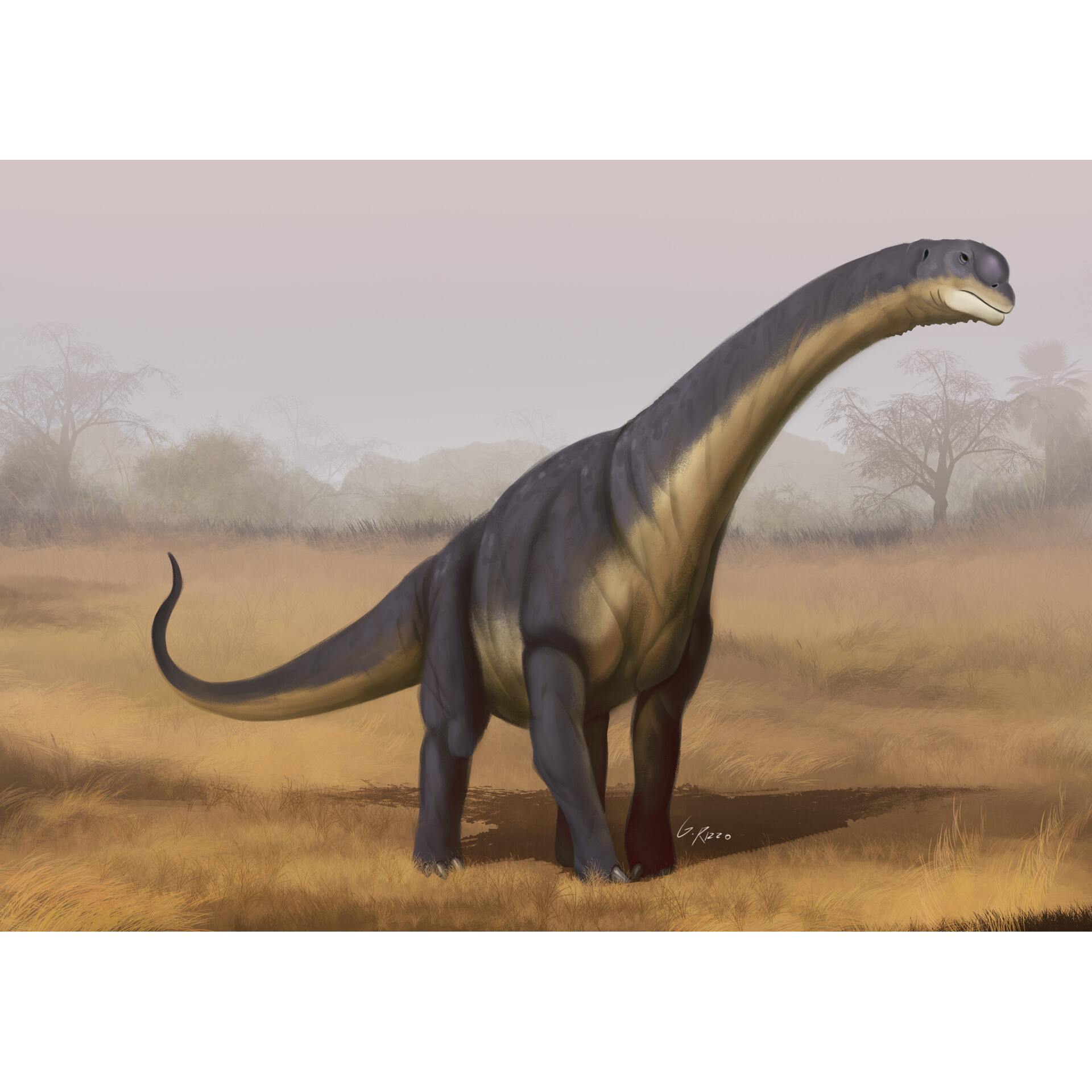 Camarasaurus, the Chambered Lizard