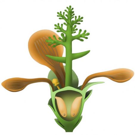 Nanjinganthus, the Jurassic Flower