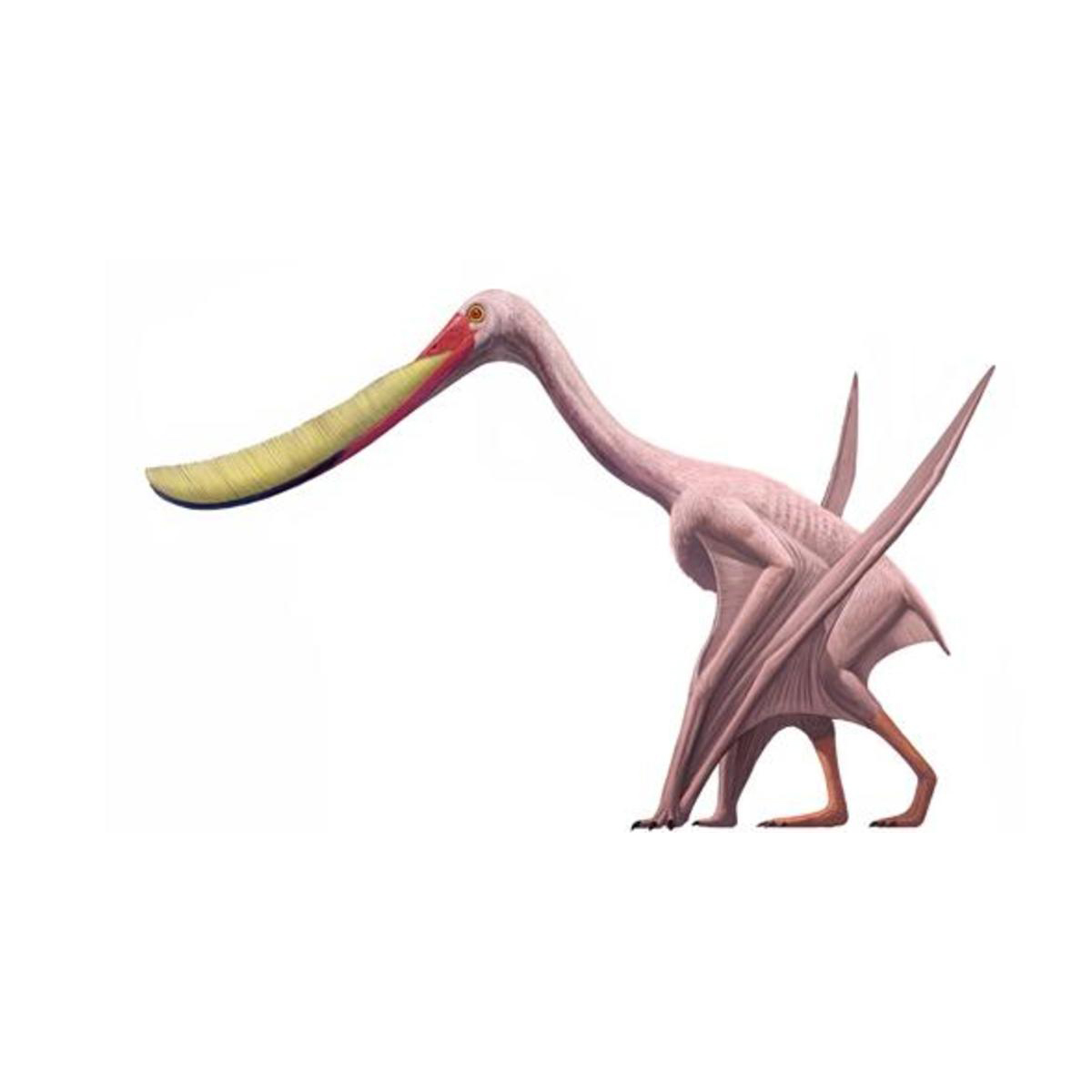 Pterodaustro, the Southern Wing