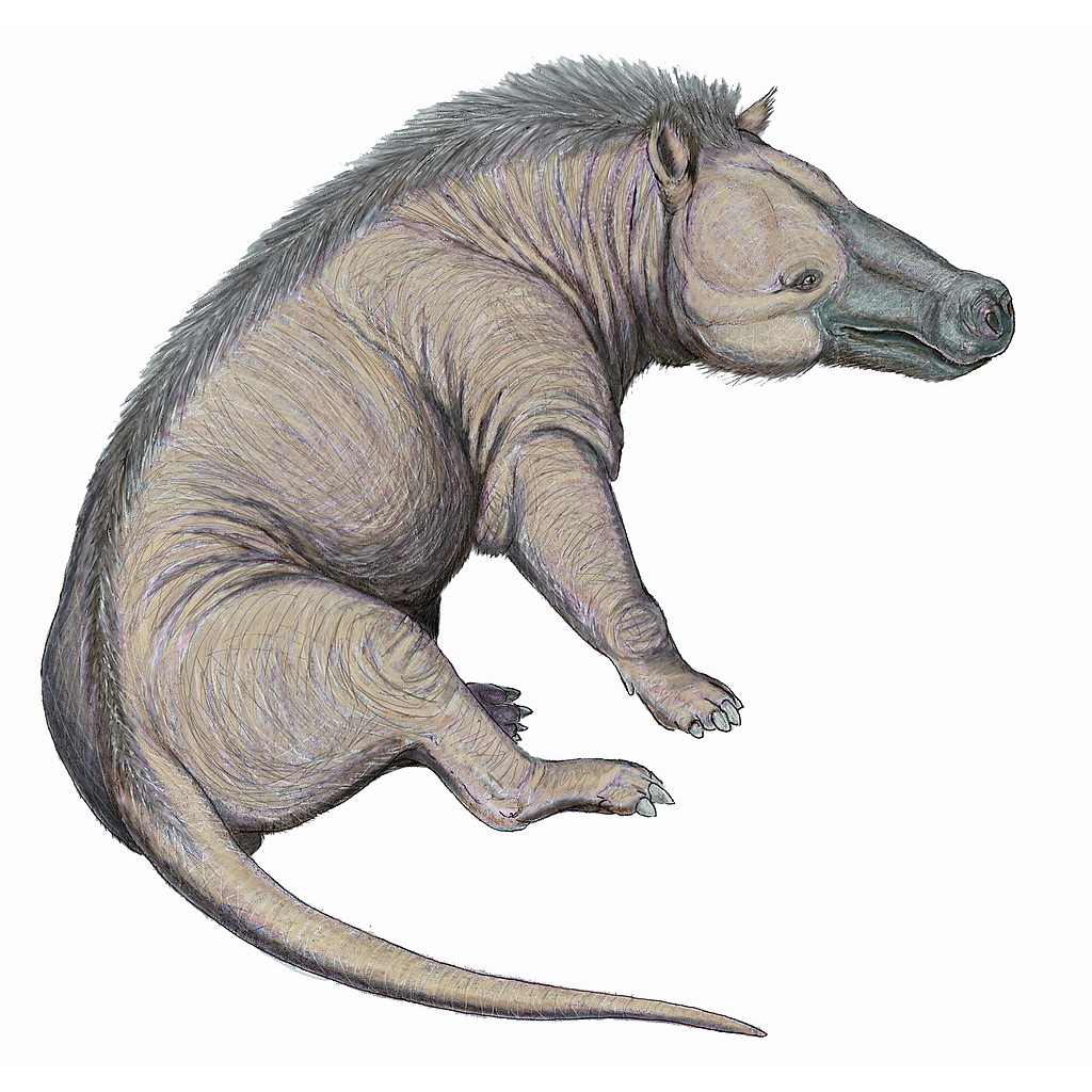 Paleo Bites