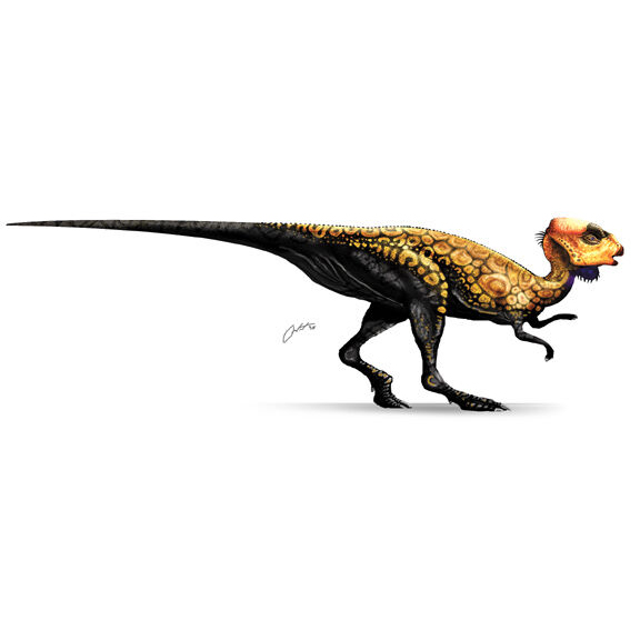 Paleo Bites