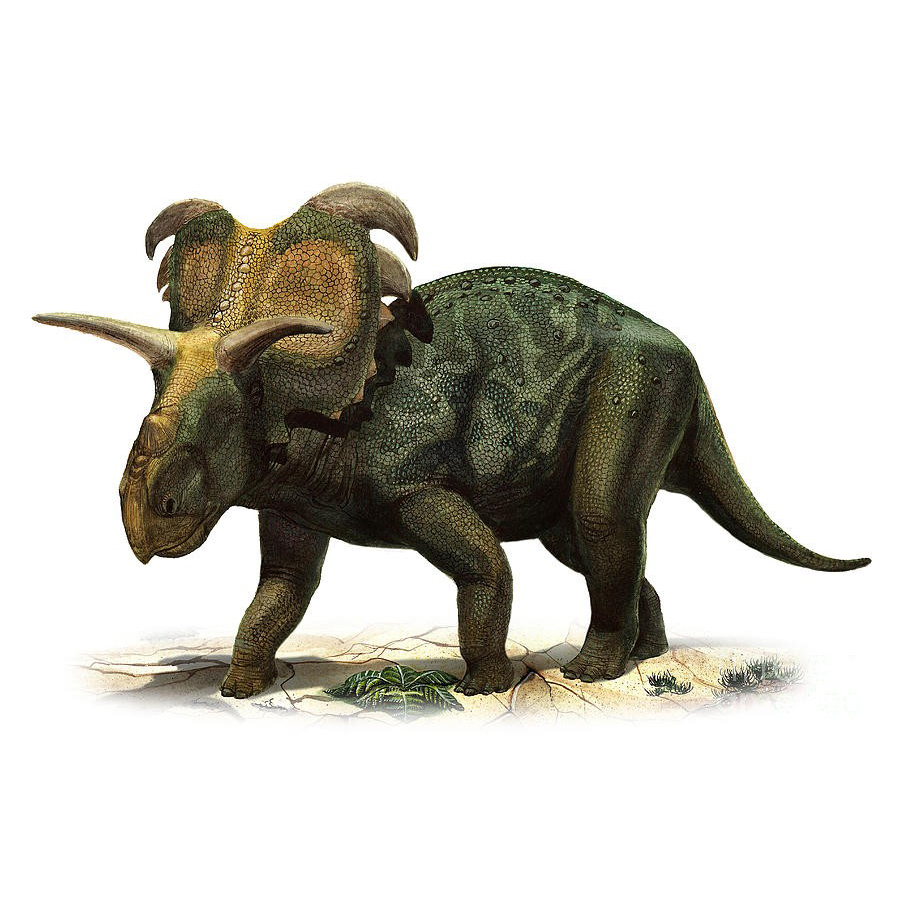 Paleo Bites