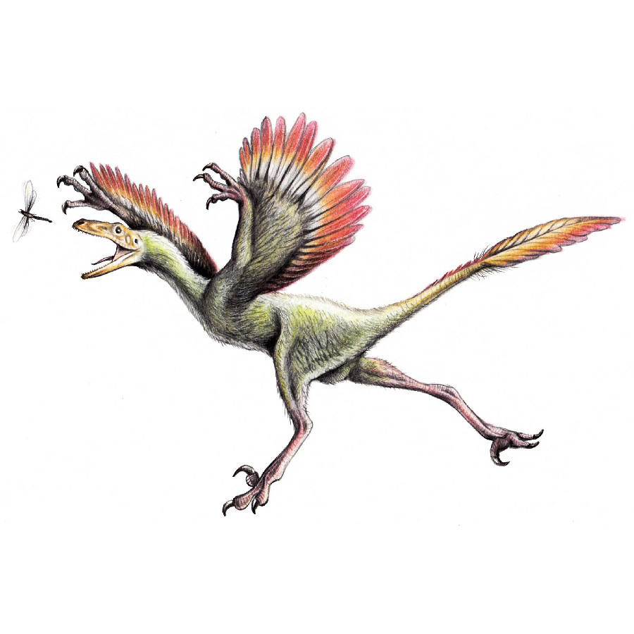 Paleo Bites