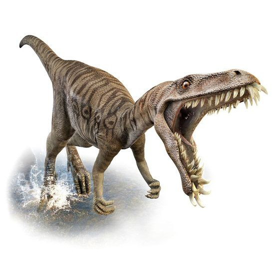 Paleo Bites