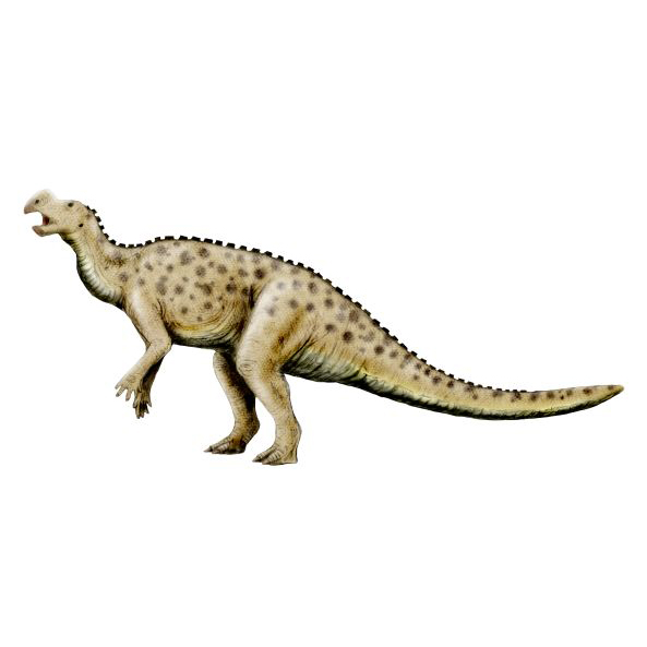 Paleo Bites