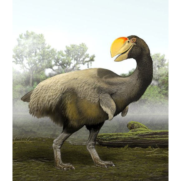 Paleo Bites