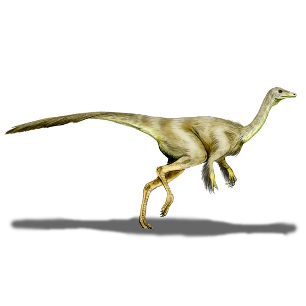 Paleo Bites