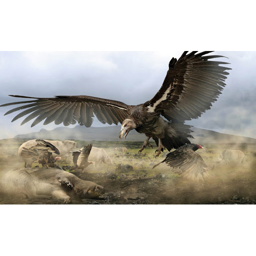 Paleo Bites