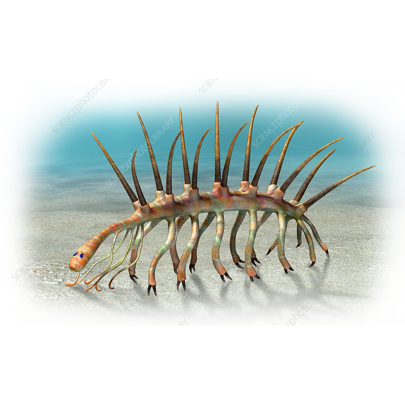 Paleo Bites
