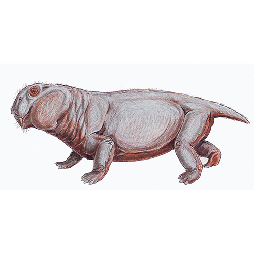 Paleo Bites