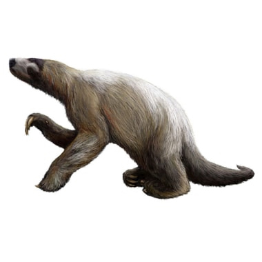 Paleo Bites