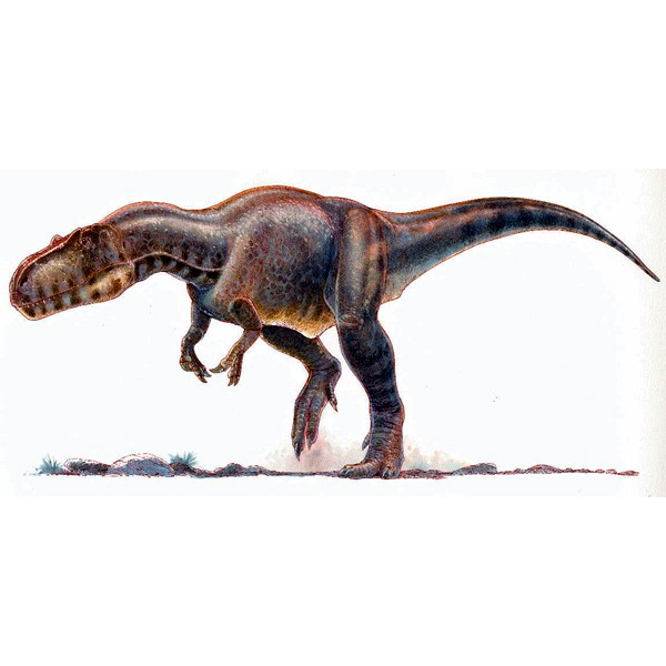 Paleo Bites