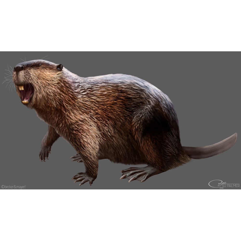 Paleo Bites
