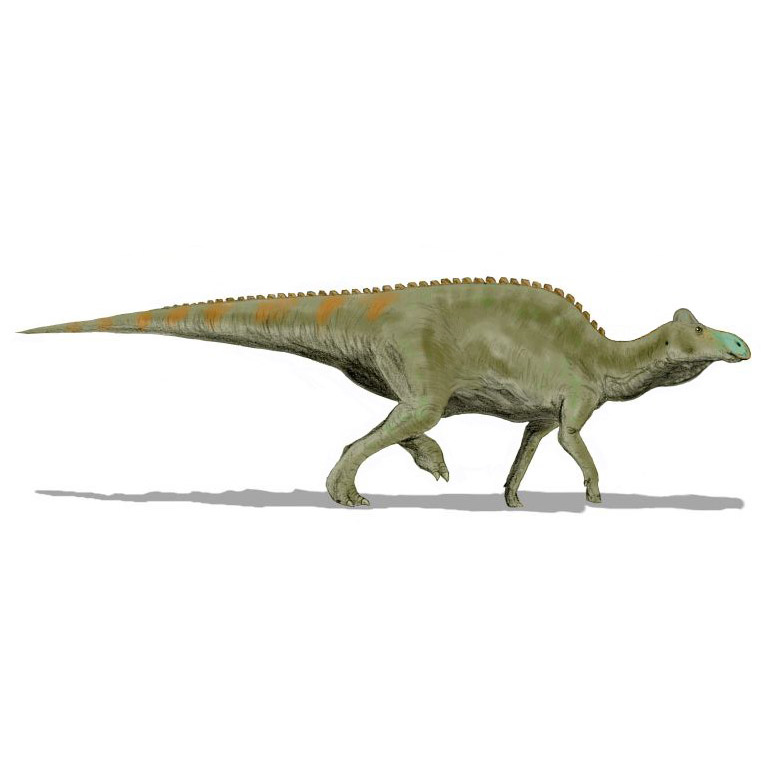 Paleo Bites