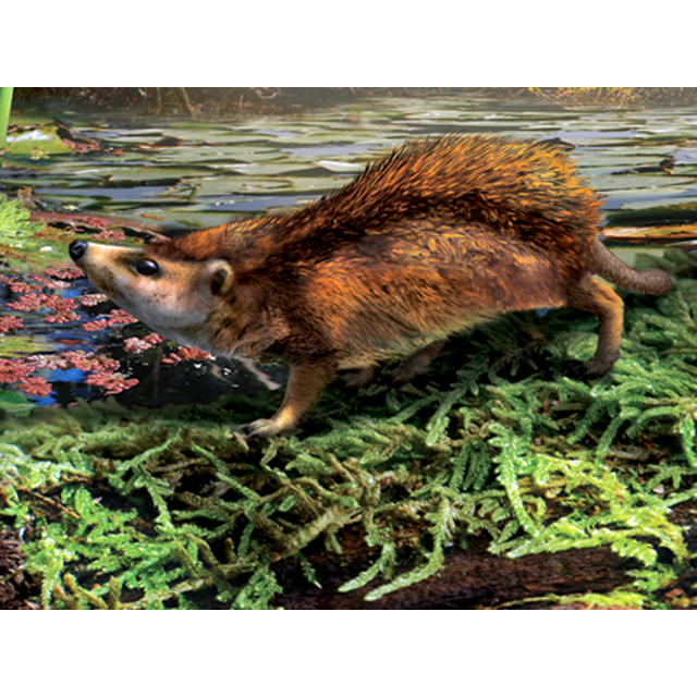 Paleo Bites