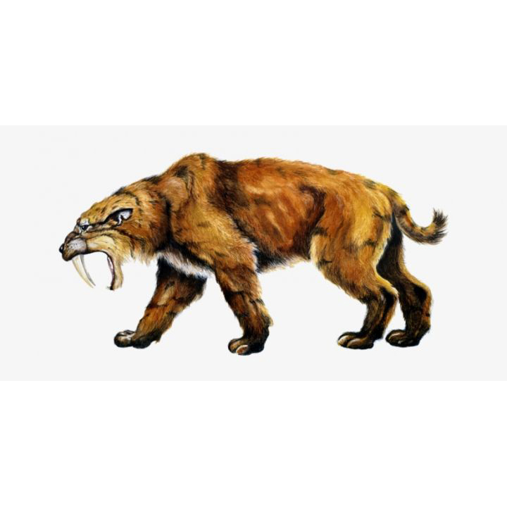 Paleo Bites