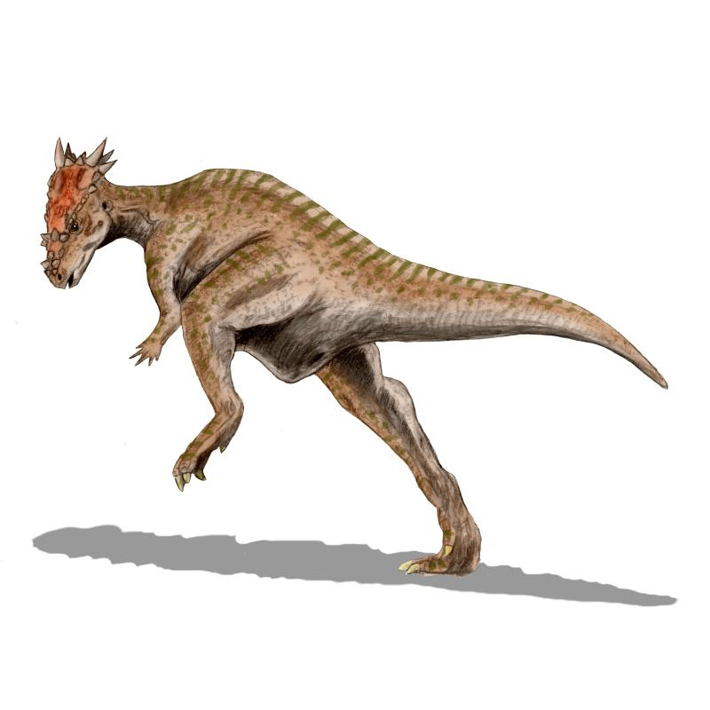 Paleo Bites