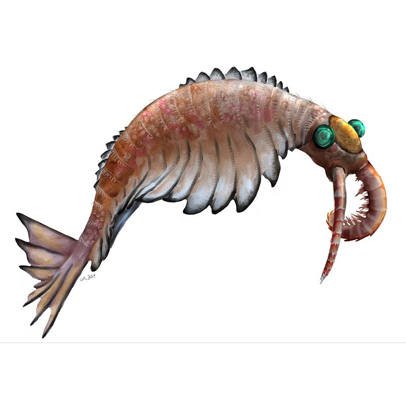 Paleo Bites