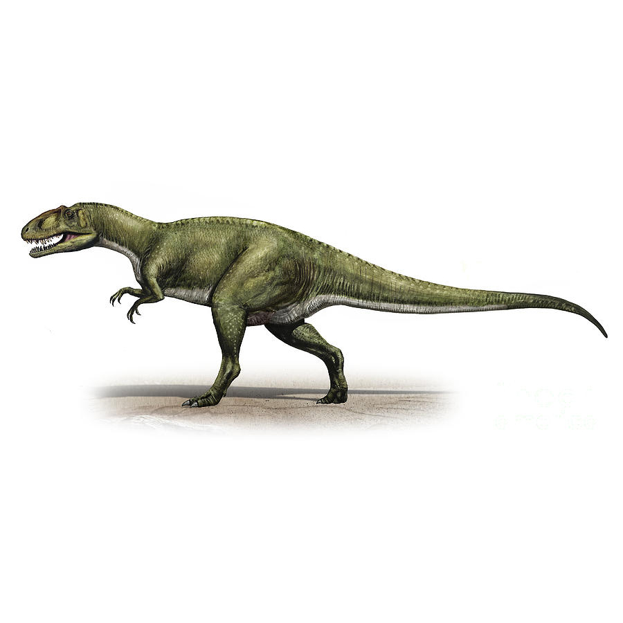 Paleo Bites