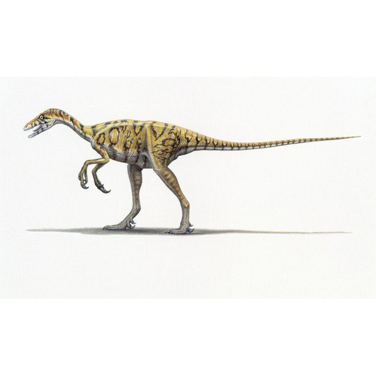 Paleo Bites
