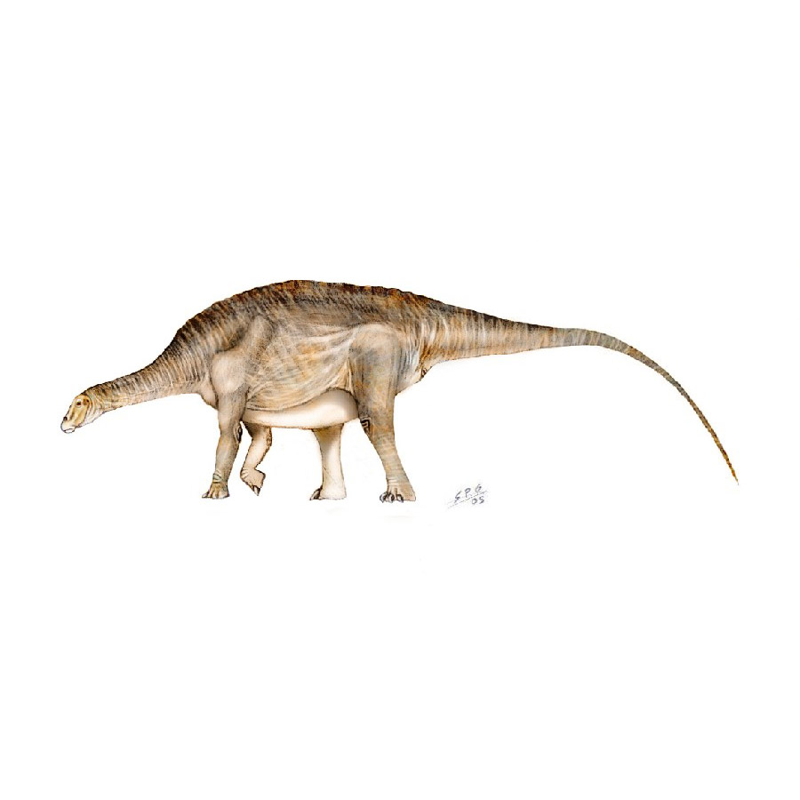Paleo Bites