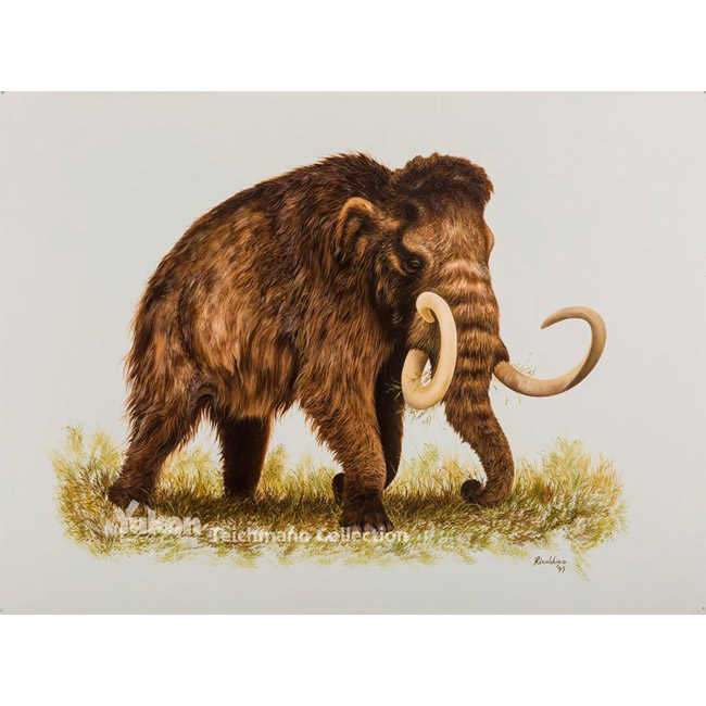 Paleo Bites