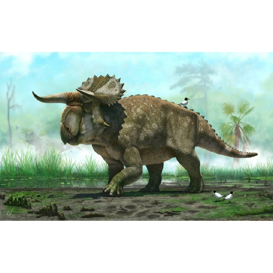 Paleo Bites