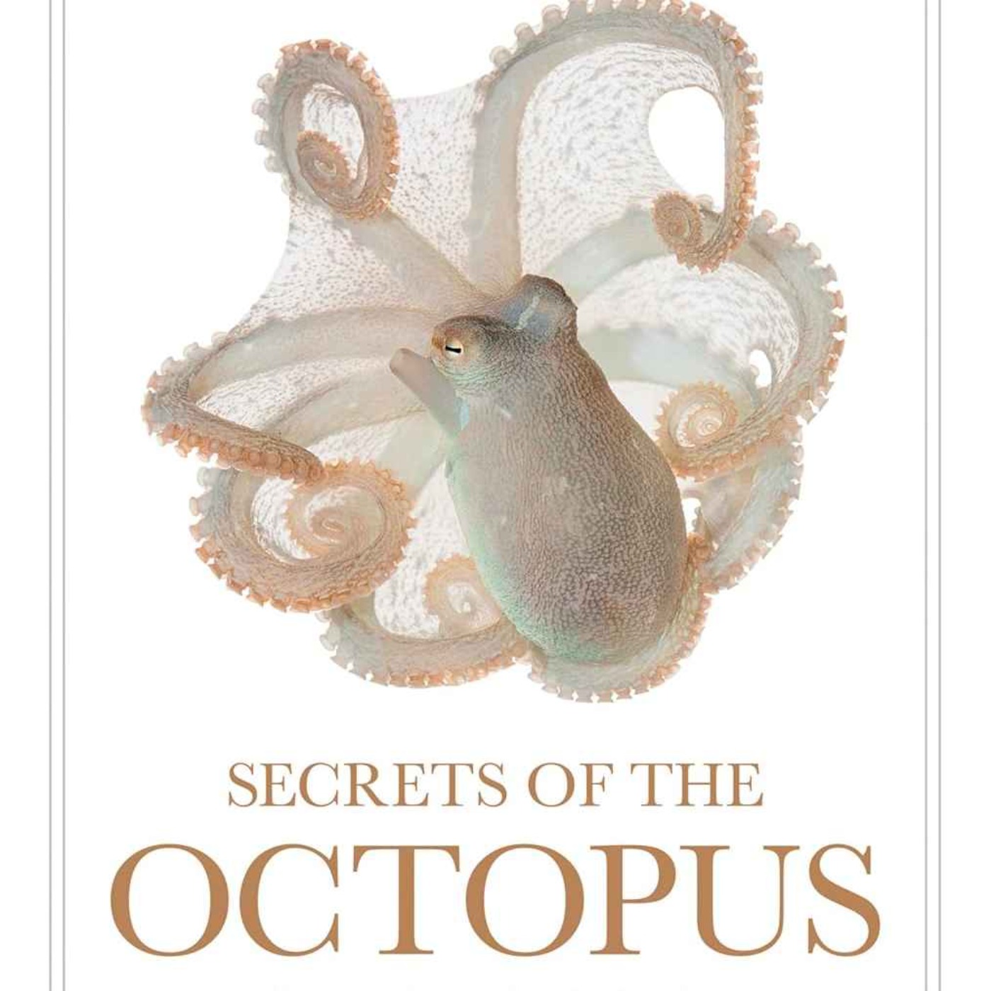 cover art for Superpowers Of The Octopus 