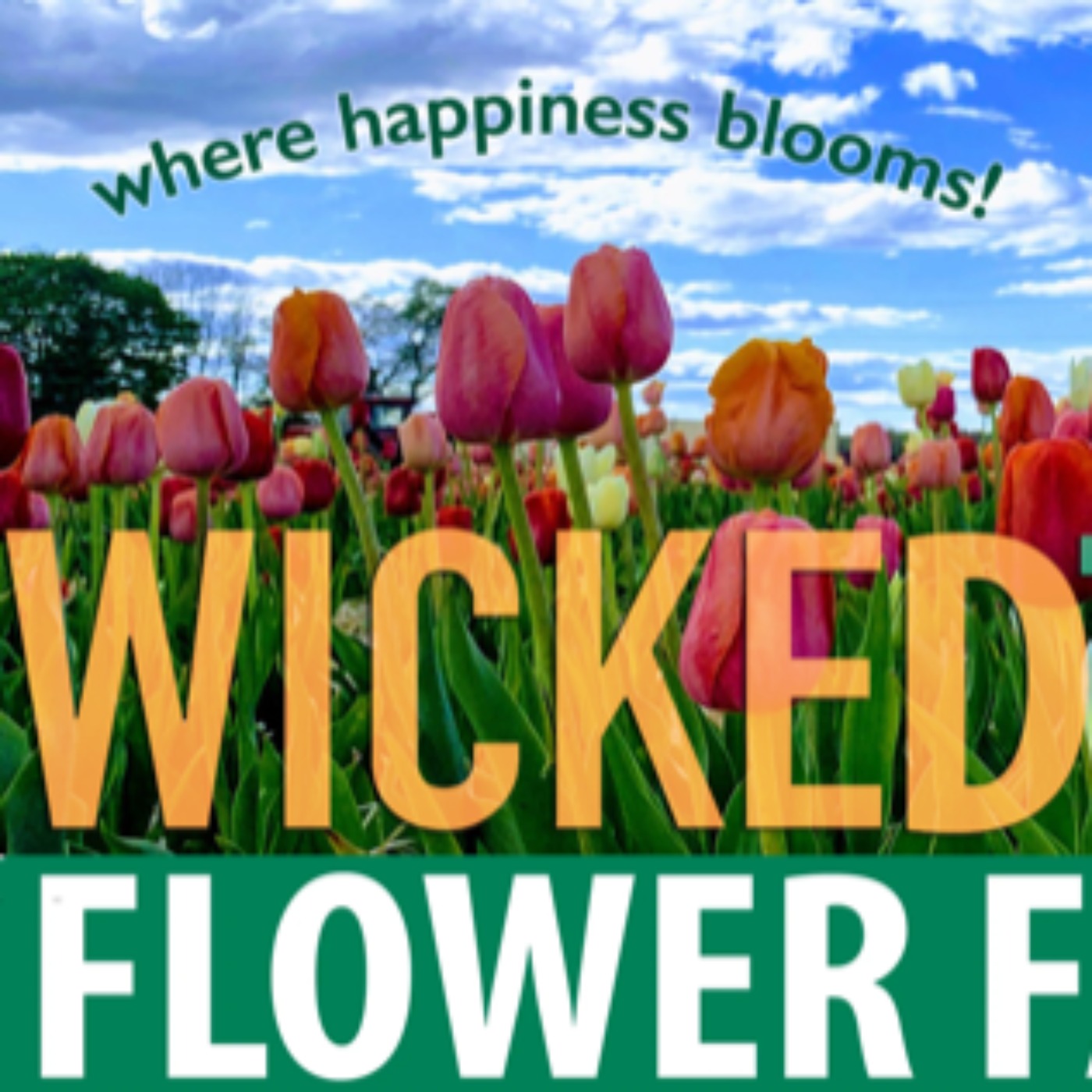 Pick Your Own Tulips in CT!