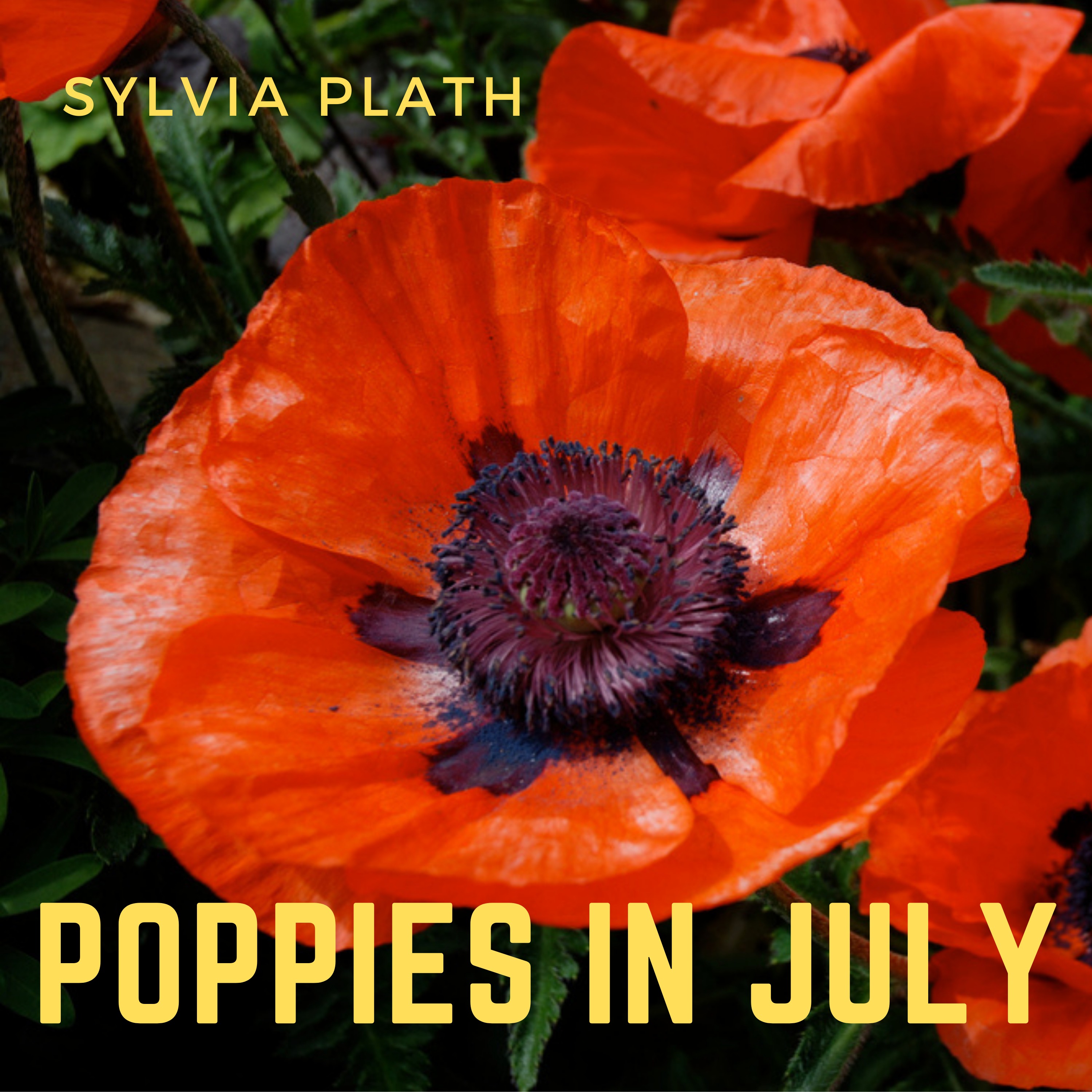 Sylvia Plath, Poppies in July episode artwork