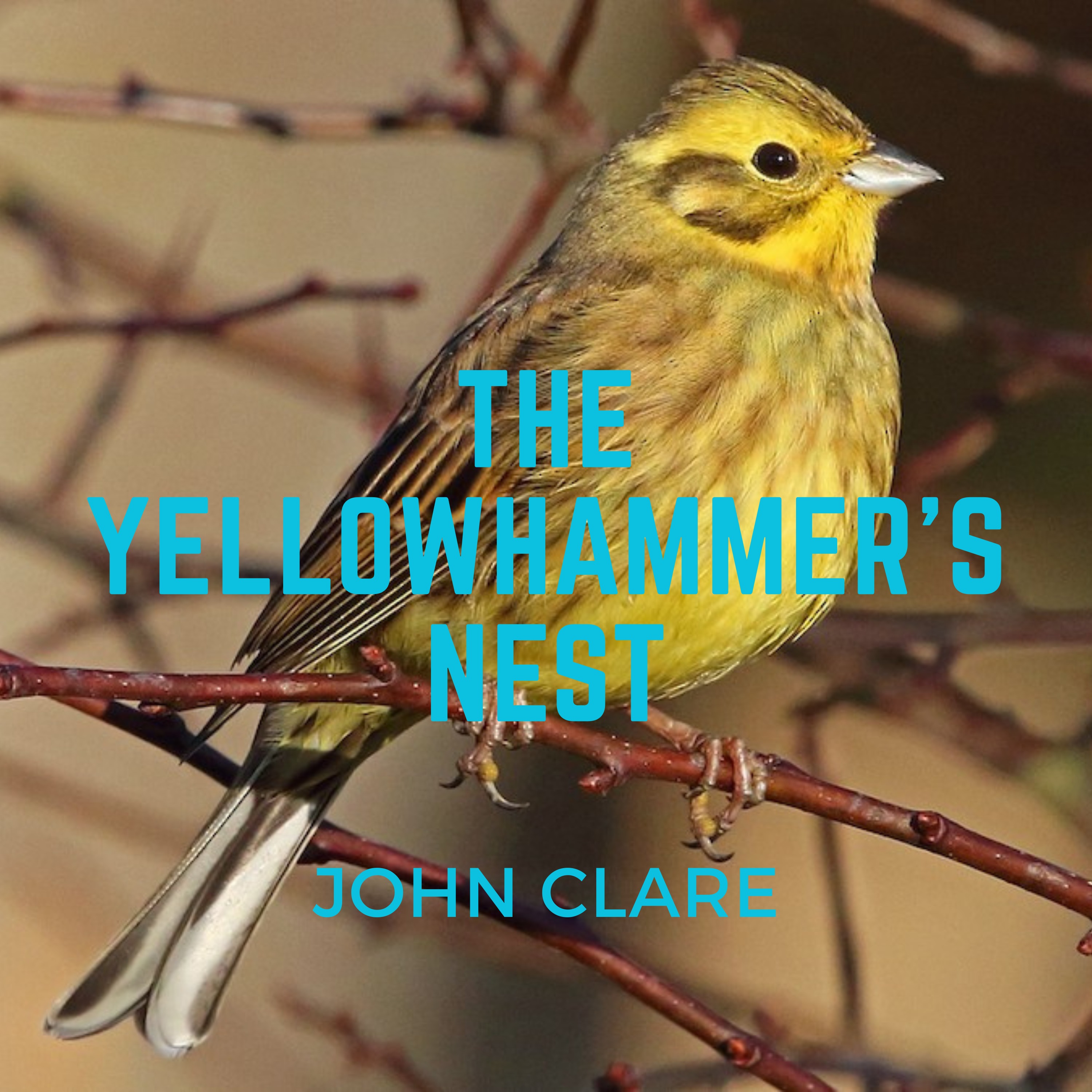 John Clare, "The Yellowhammer's Nest" episode artwork