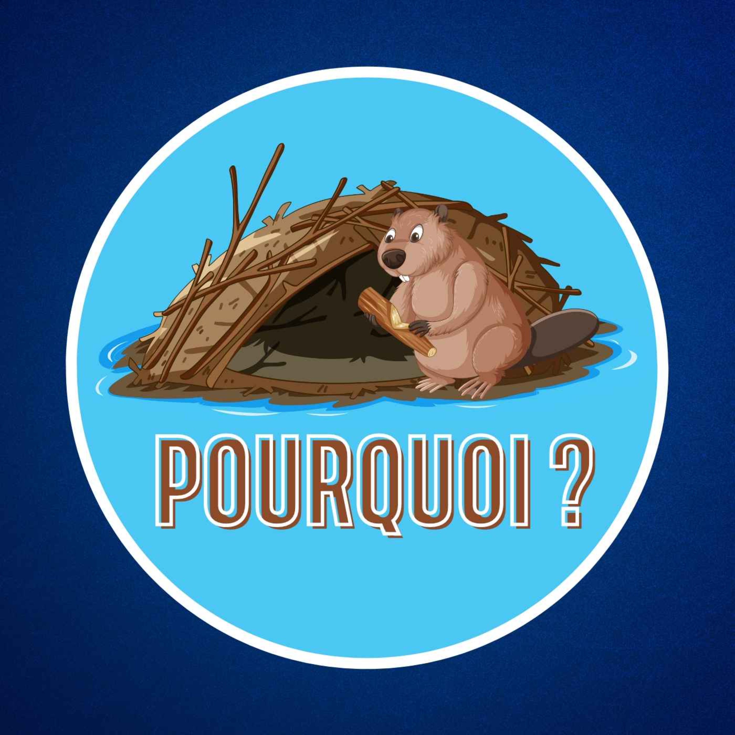 Pourquoi les castors construisent-ils des barrages ? 🦫