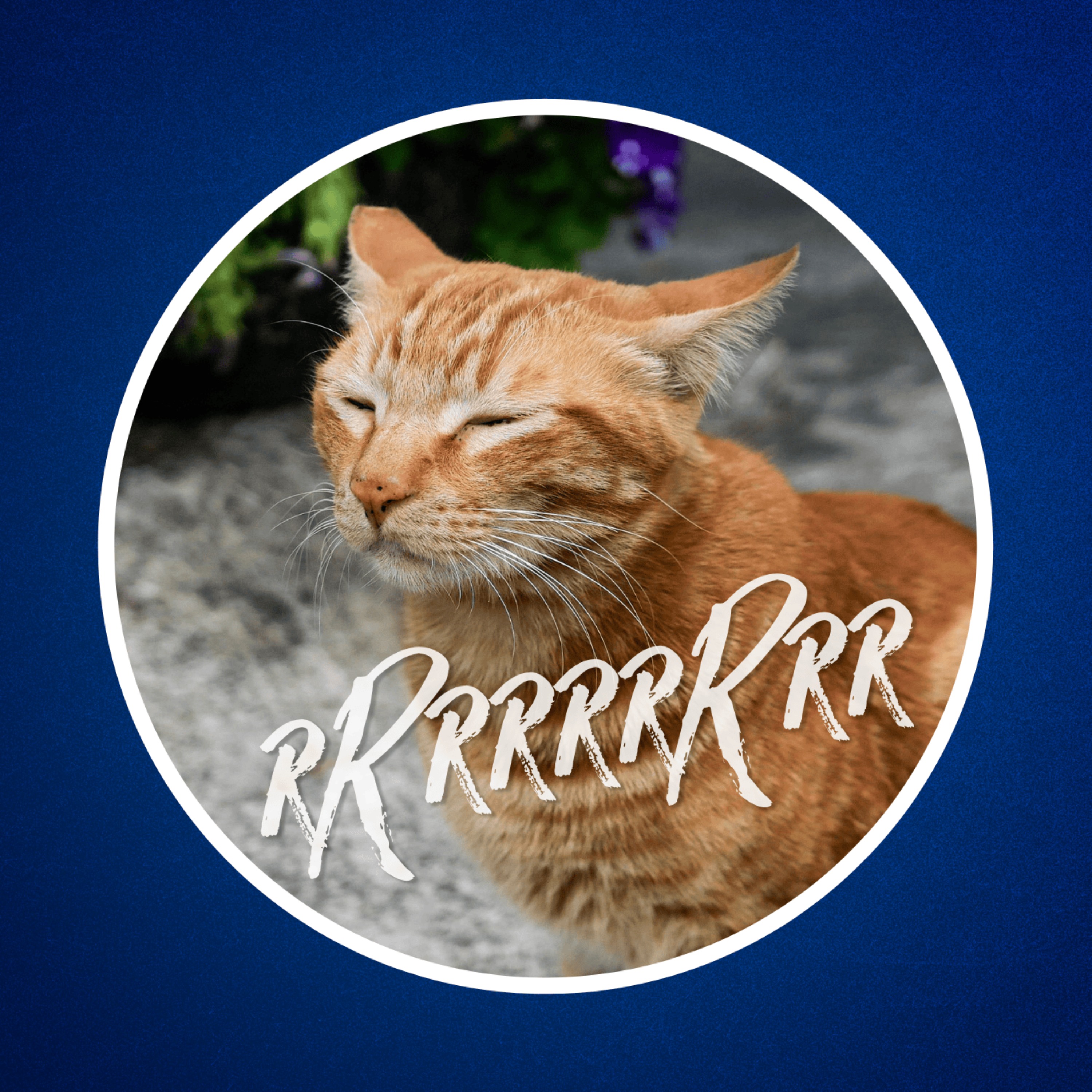 Pourquoi les chats ronronnent-ils ? 🐈 (Non, ce n’est pas ce que vous croyez…)