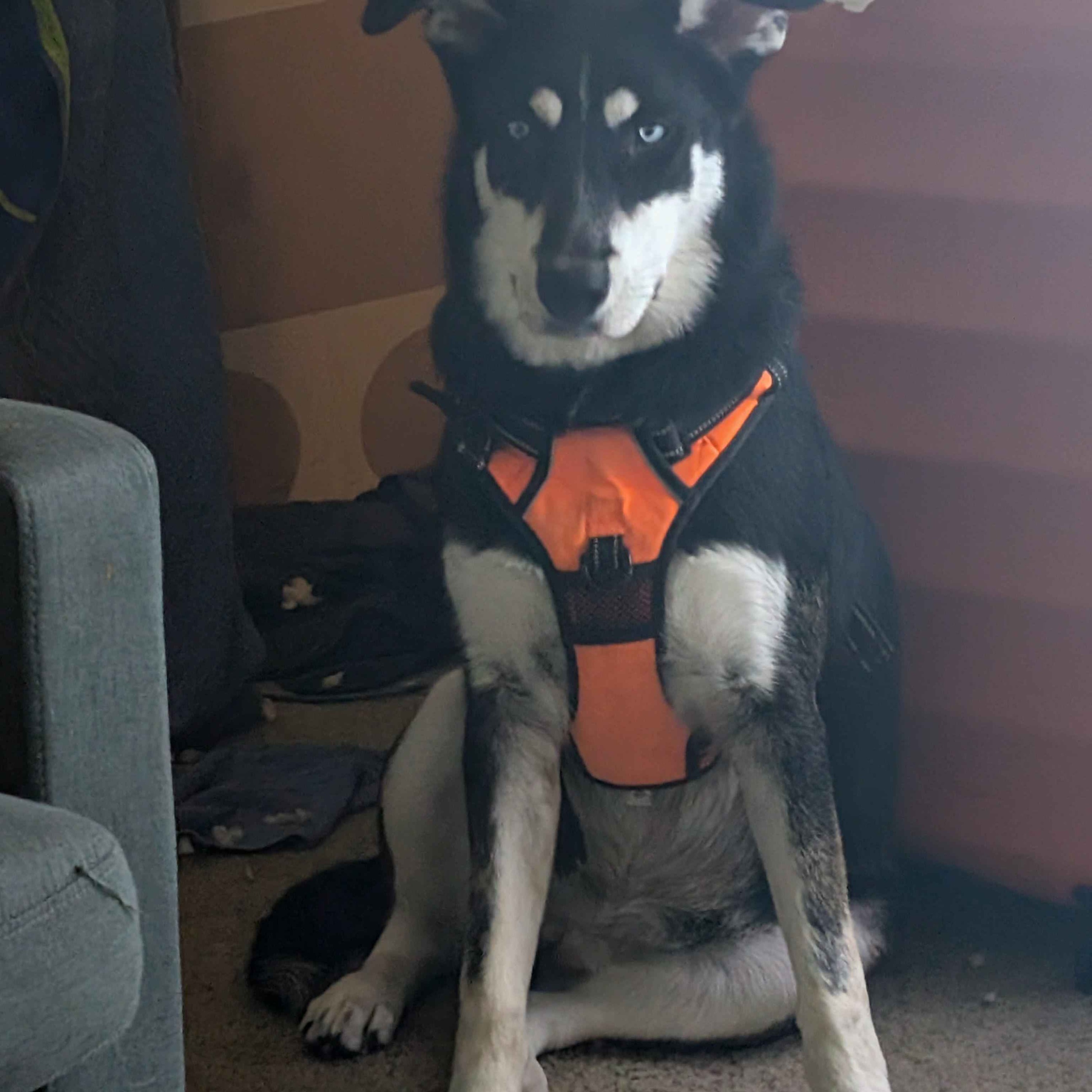 The Podcast Was on Fire and It Wasn\'t My Fault --A Dresden Files Podcast