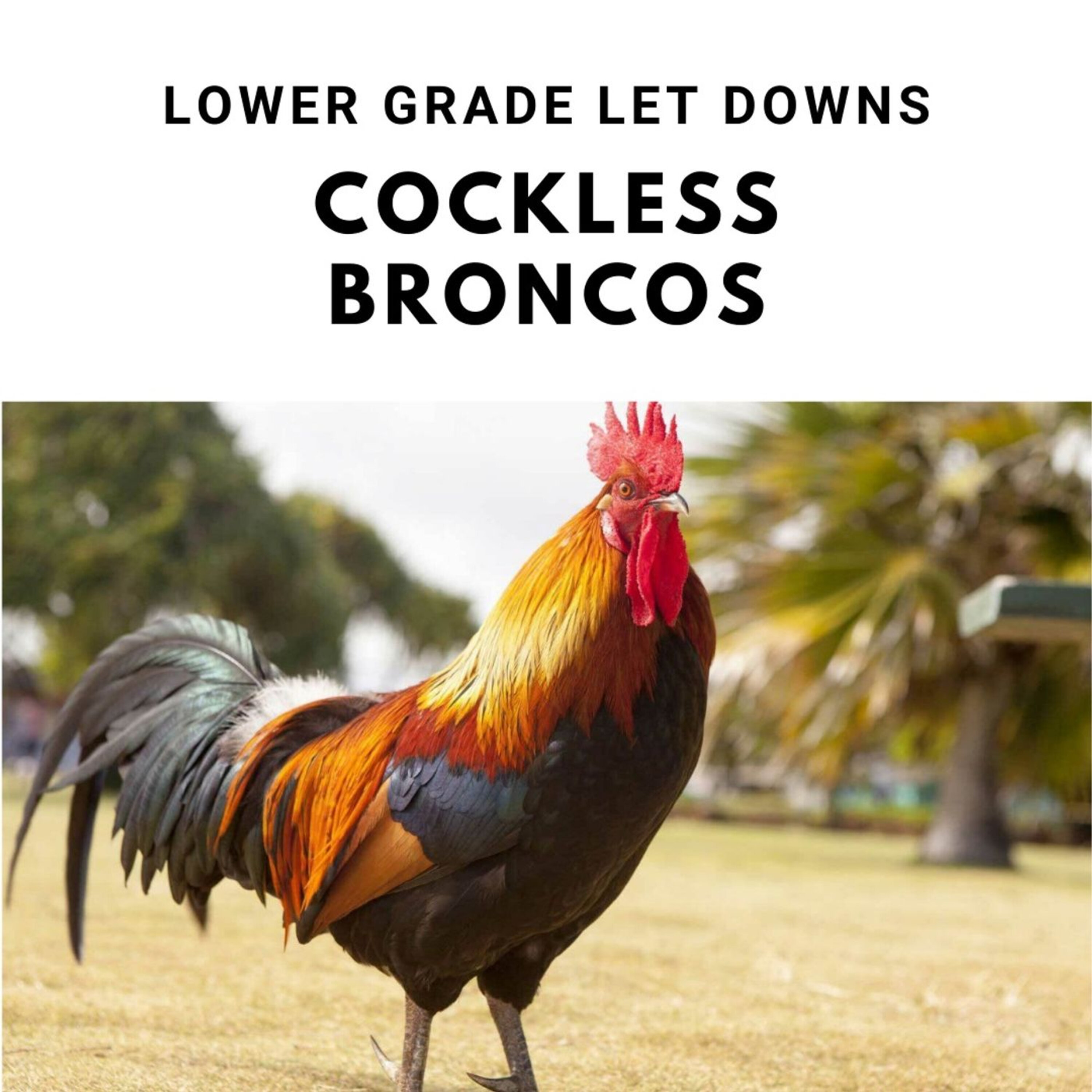 Lower Grade Let Downs Cockless Broncos