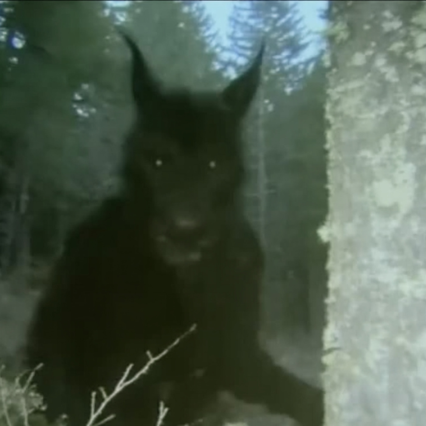 Navy SEAL WARNS Of NEW SPECIES He KILLED In GRAND CANYON MOUNTAINS Navy SEAL WARNS Of NEW SPECIES He KILLED In GRAND CANYON MOUNTAINS