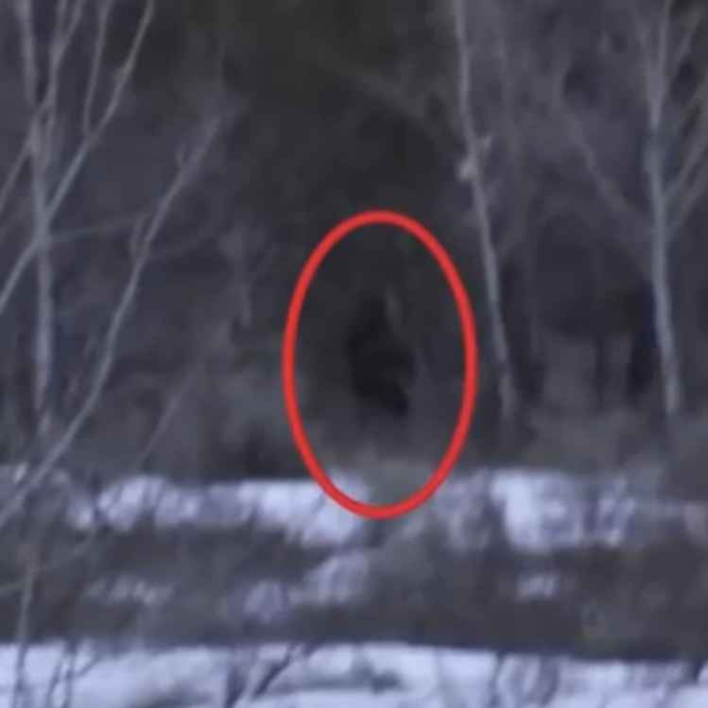 I HUNT Cryptids For a Living