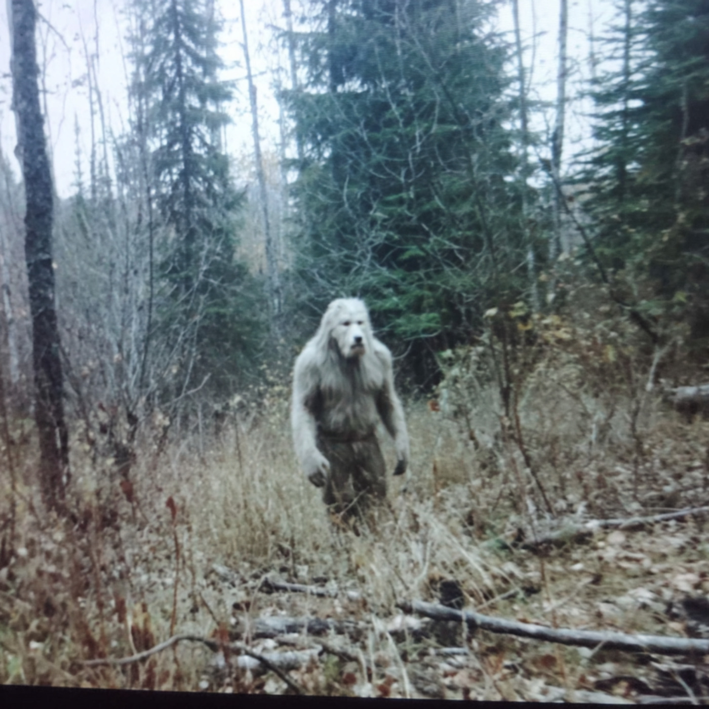 Ex Ranger Claims Spills the Beans on Yellowstone’s Unexplained Activity (Unverified)