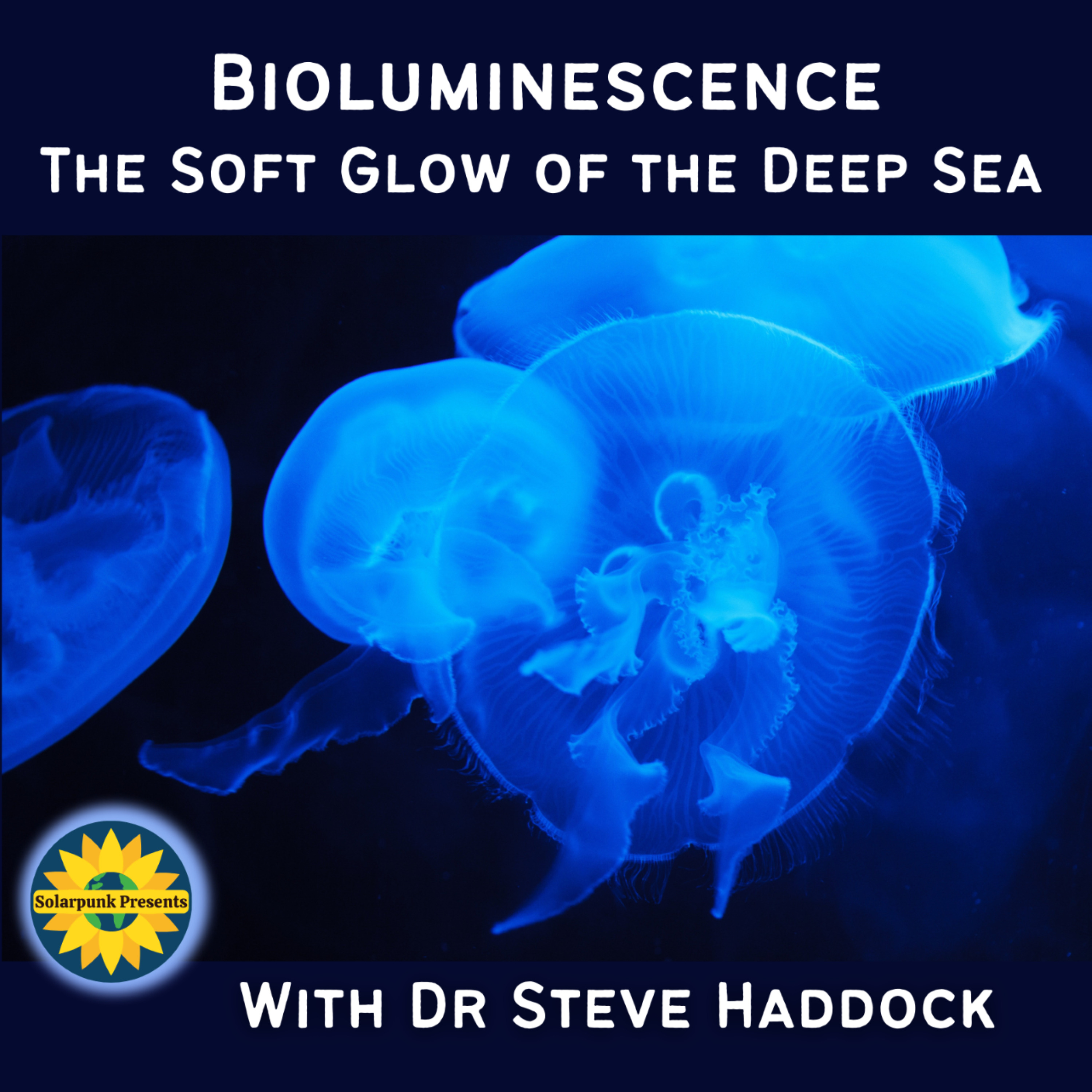 Bioluminescence: The Soft Glow of the Deep Sea, With Dr Steve Haddock