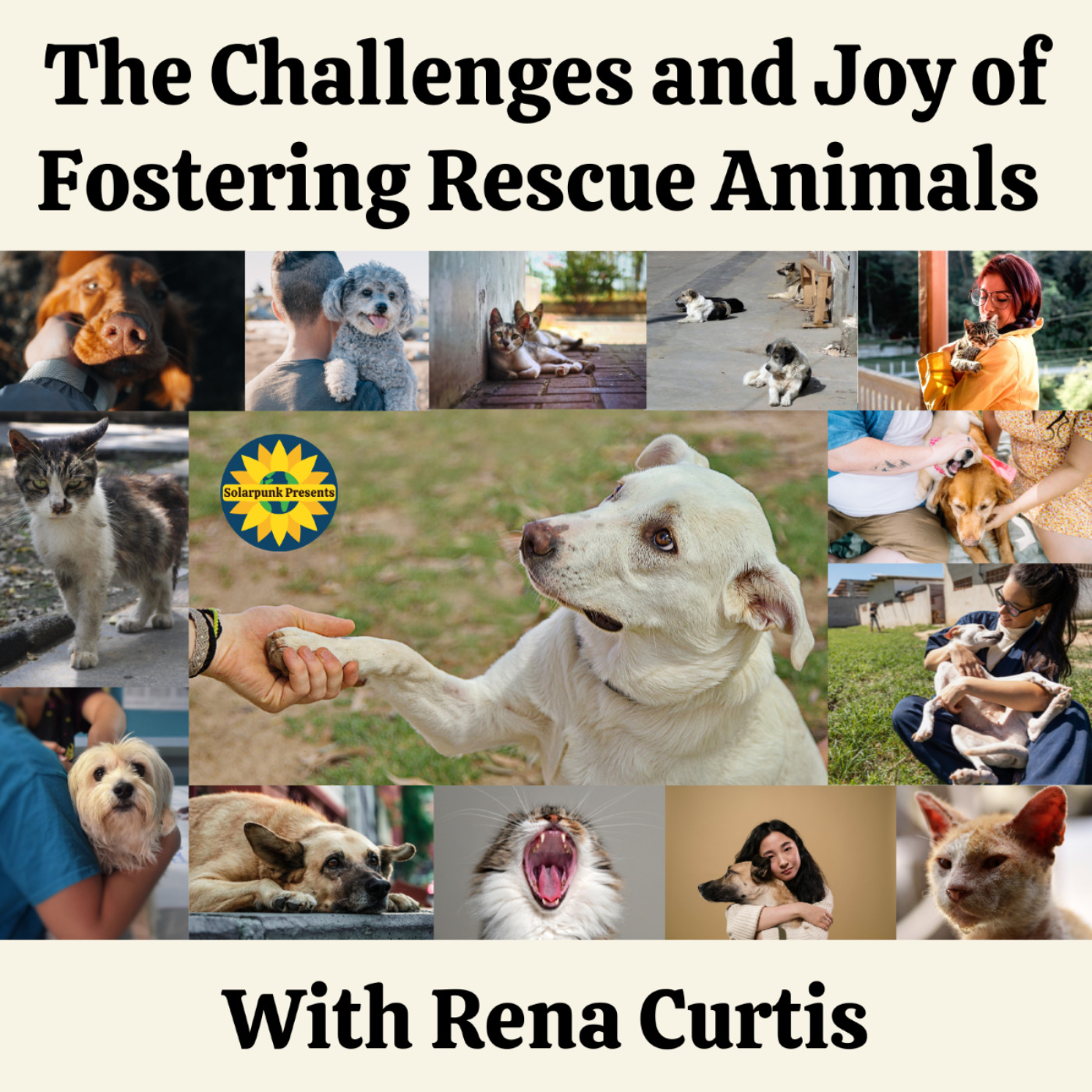 The Challenges and Joys of Fostering Rescue Animals: With Rena Curtis