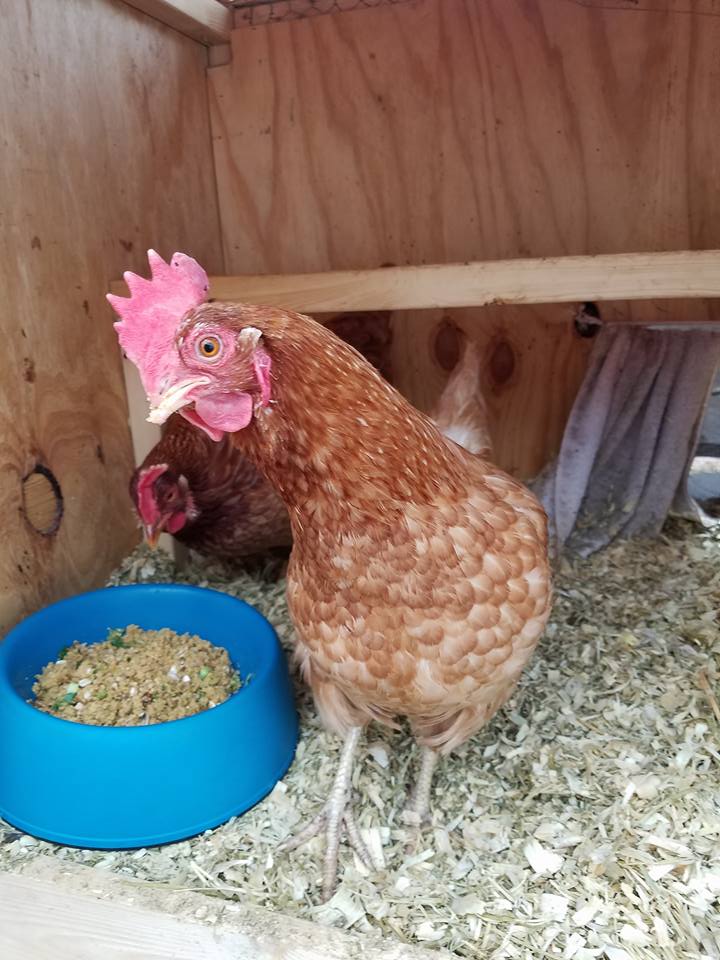 HomesteadHensandHoney