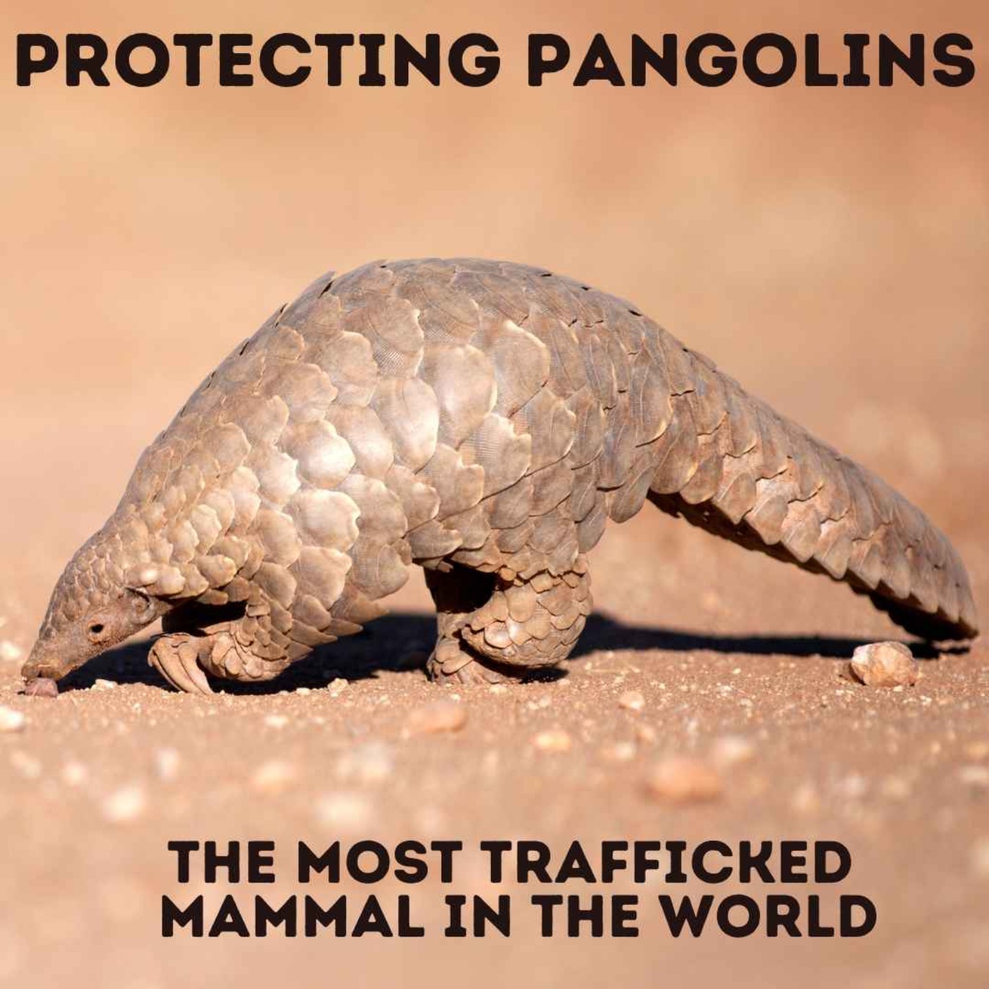 cover art for Big Daily Blend - Protecting Pangolins
