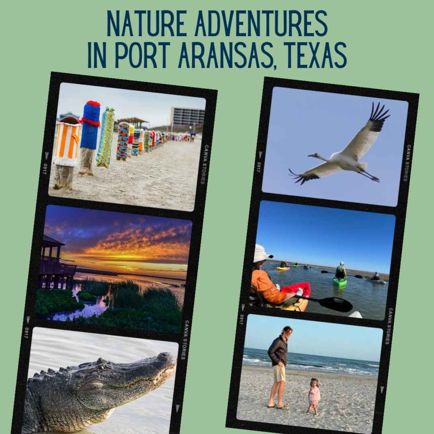 cover art for Sharon K. Kurtz - Nature Adventures in Port Aransas, Texas