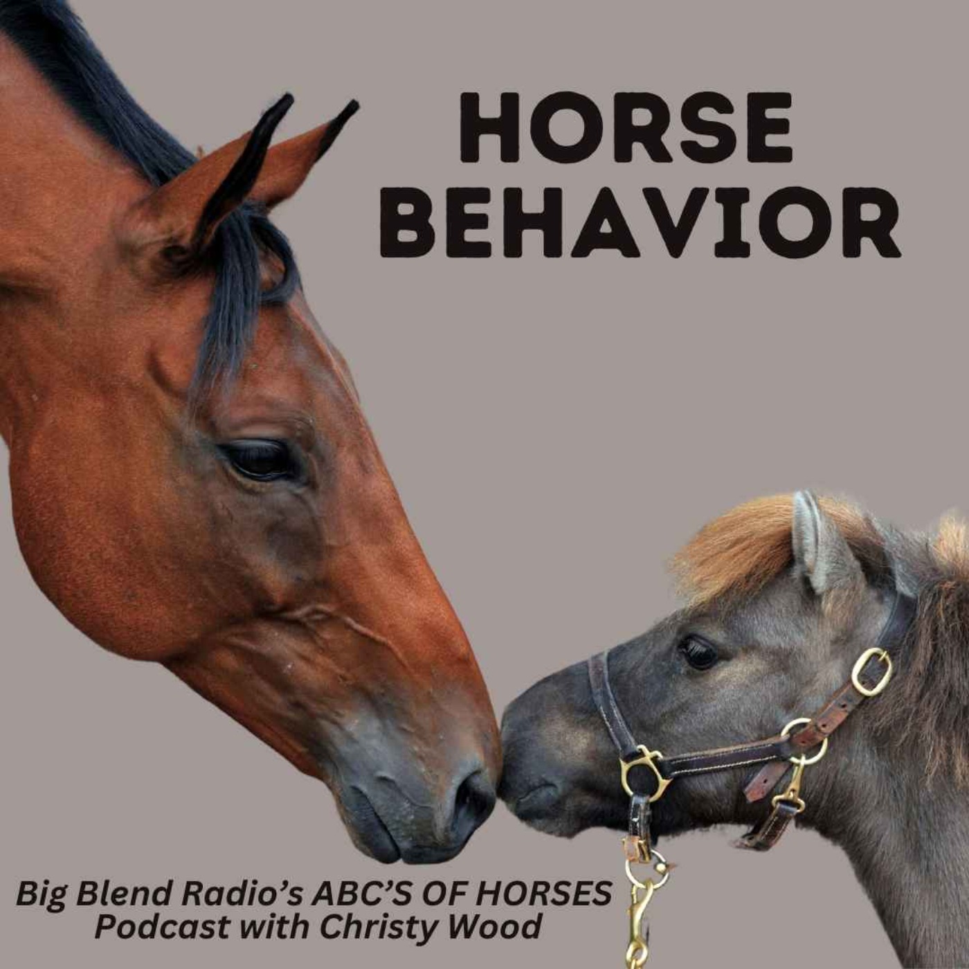 cover art for Christy Wood - Understanding Horse Behavior